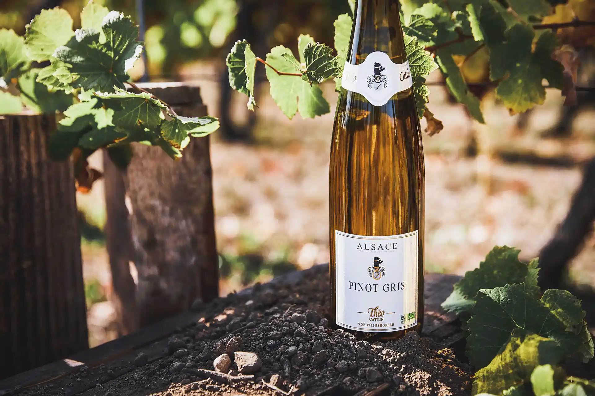 THEOCATTIN-PINOTGRIS-TRADITION-2